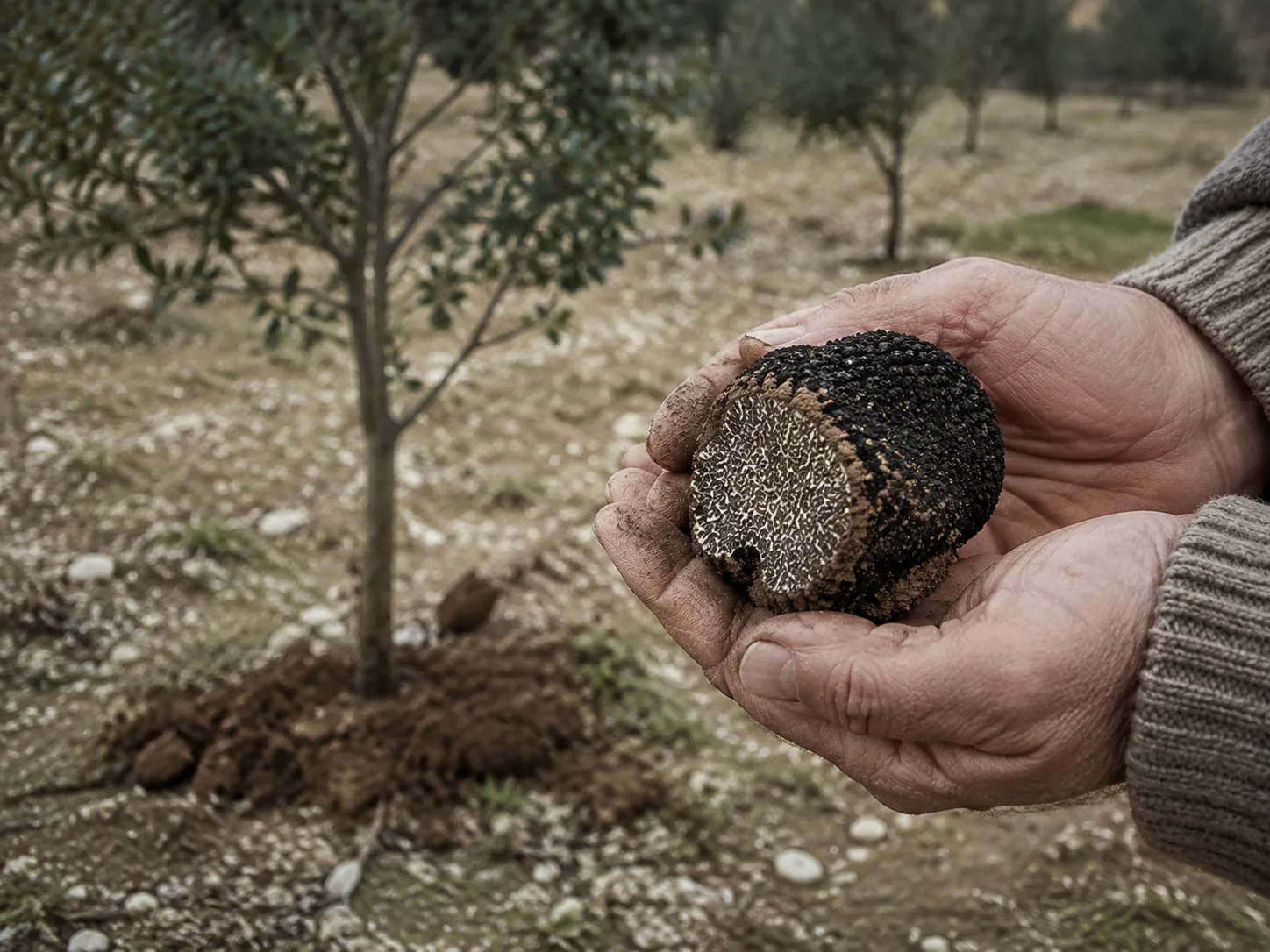 Where to Buy Black Truffles: Grower or Intermediary