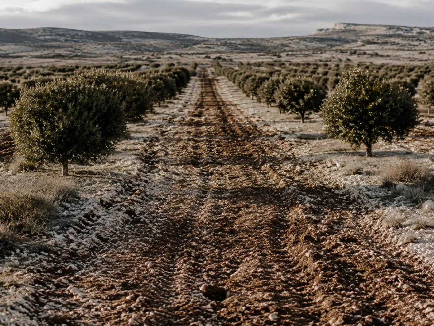 Truffelperceel in Teruel, gemycorrhizeerde steeneiken in de winter